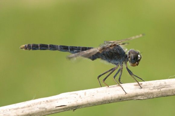 Brachythemisleucosticta