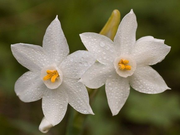Narcissus-papyraceus
