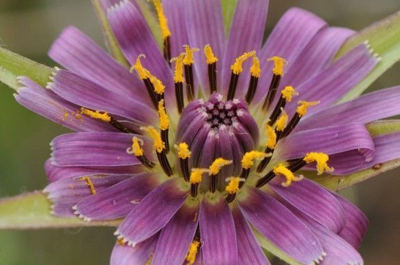 Tragopogon-porrifolius-compositae-flor-morada
