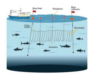 Pesca de palangre
